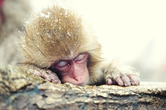 Japanese macaque sleeping on a rock with snow