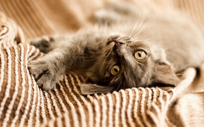Close up of a gray kitten lying on a striped blanket