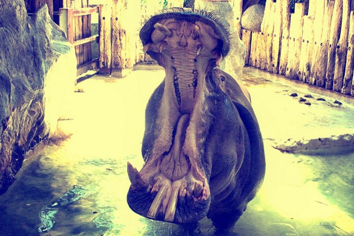 Hippopotamus yawning in water