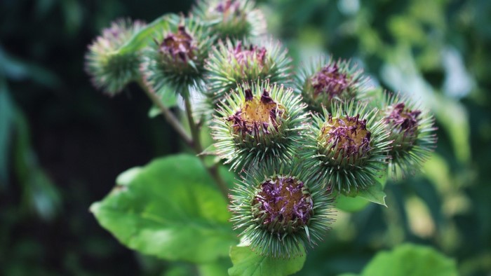 Close-up of burdock seed heads with green leaves