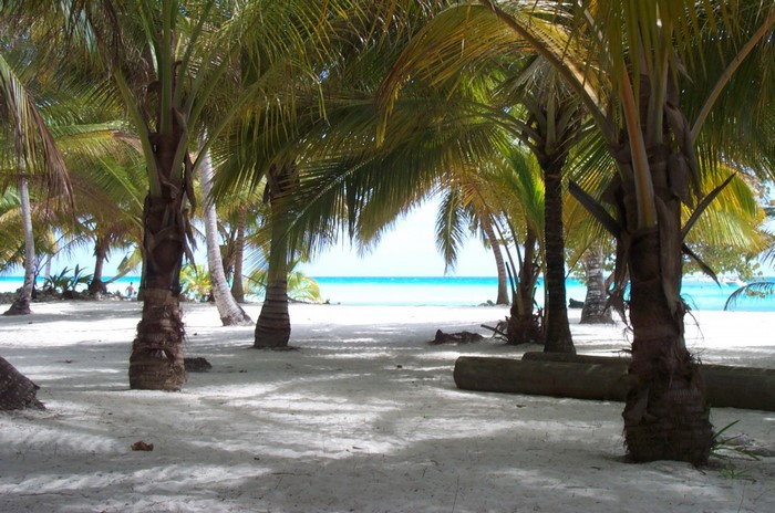Palm trees on a sandy beach with turquoise ocean