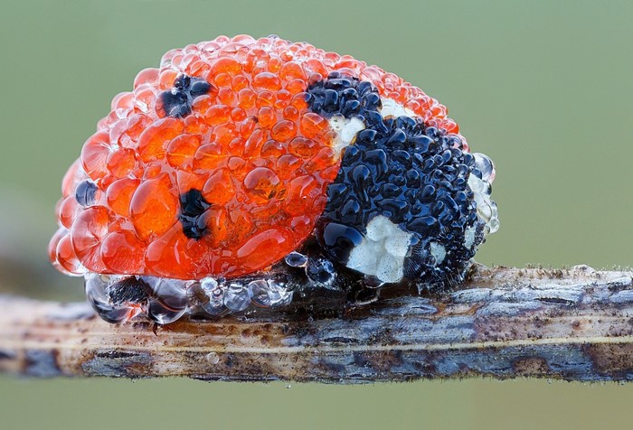 Ladybug covered in water droplets on a branch