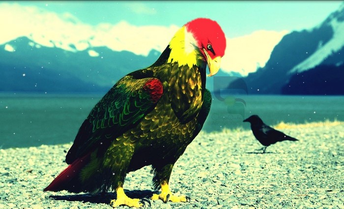 Eagle and crow by a lake with mountains