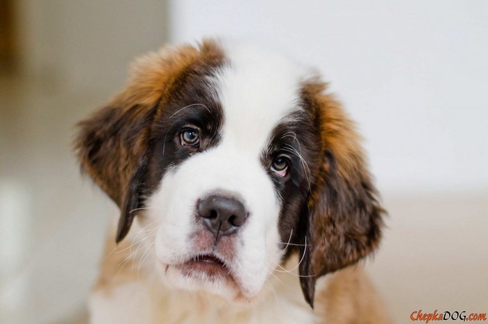 Saint Bernard puppy looking at the camera