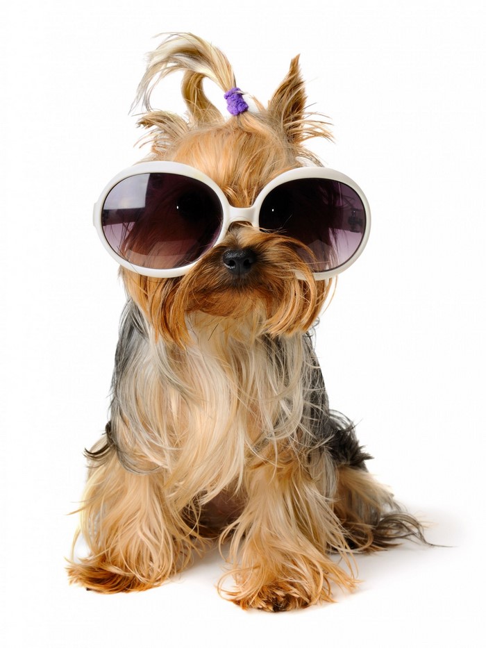 Yorkshire Terrier wearing large sunglasses