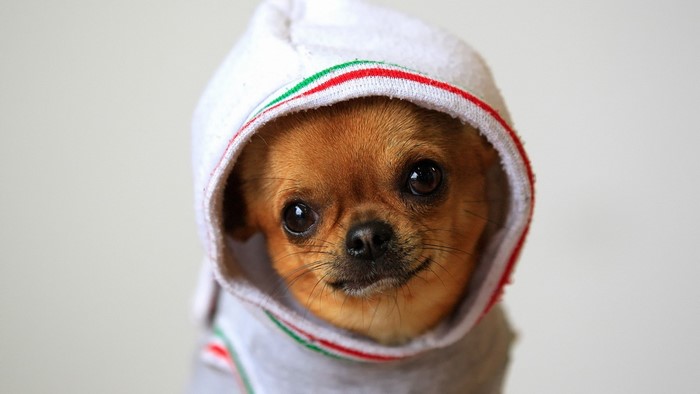 Chihuahua dog wearing a hoodie