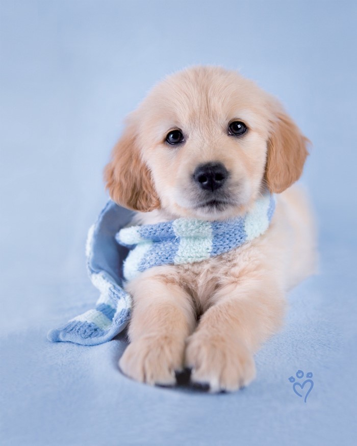 Golden Retriever puppy wearing a blue and white striped scarf