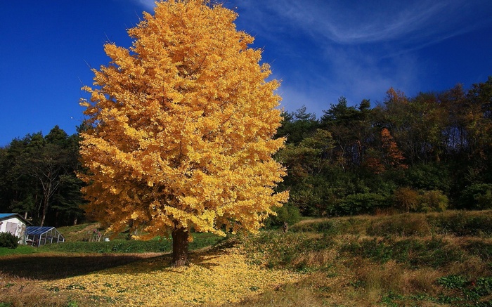 Golden Ginkgo Tree in Autumn Landscape