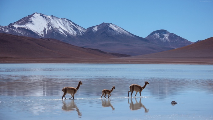 Llamas walking in Laguna Blanca, Bolivia with mountains