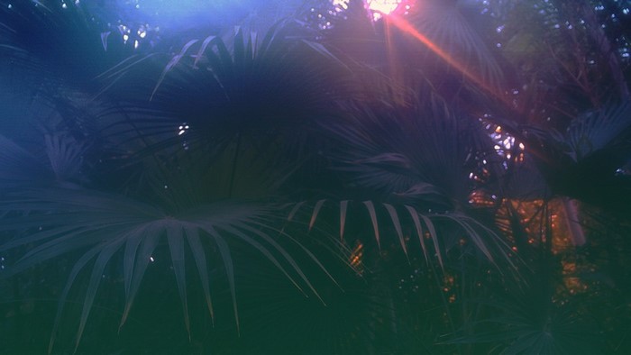 Palm leaves with light flares and color grading
