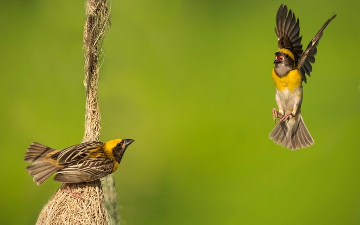 Two weaver birds near a nest