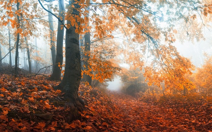 Autumn forest path with fallen leaves and mist