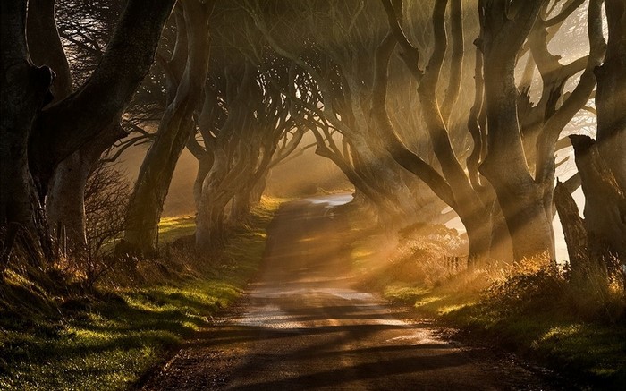 Sunlight filtering through trees on a misty road