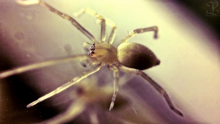 Macro photography of a spider on a web