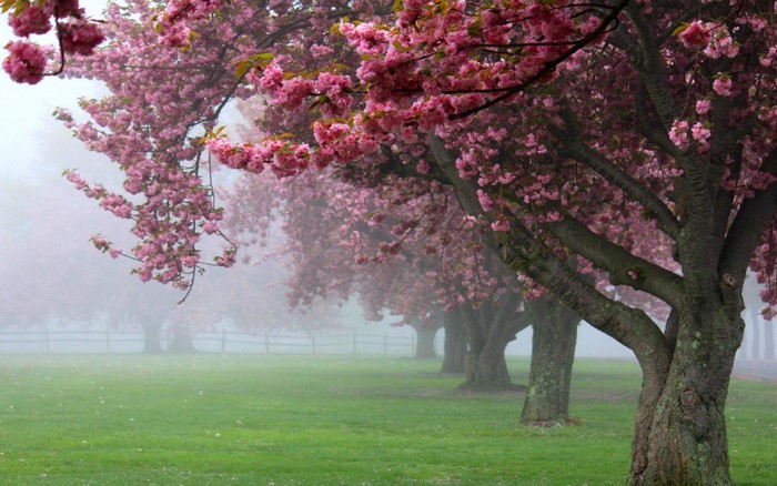 Misty Spring Morning with Pink Cherry Blossoms