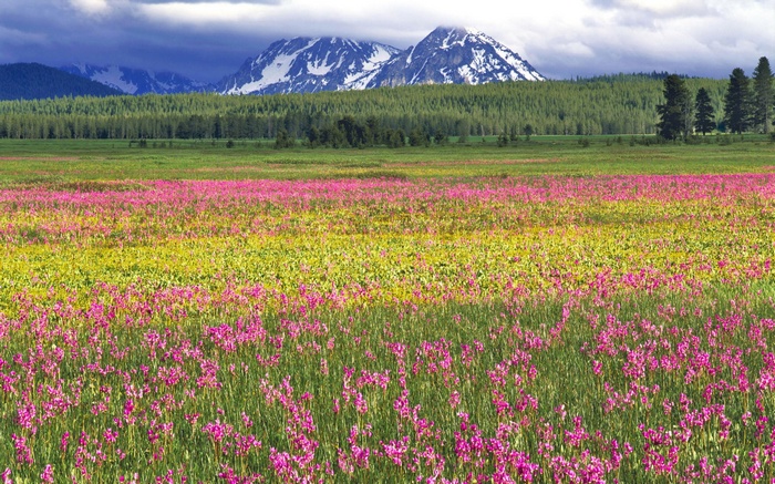 Field of wildflowers with mountains and forest