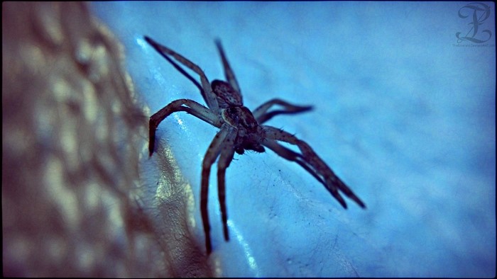 Close-up macro photography of a spider on a blue surface