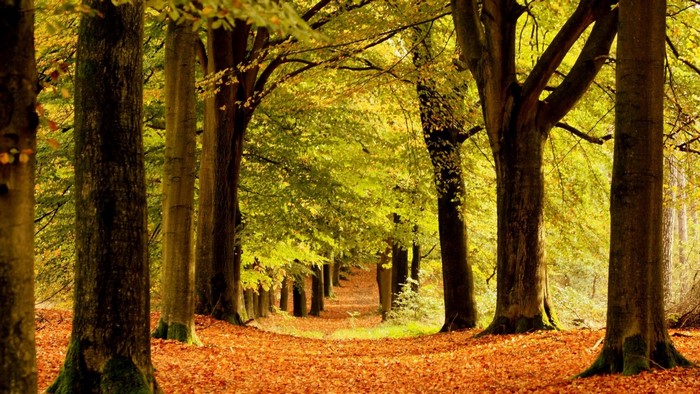 Autumn forest path with fallen leaves and sunlight