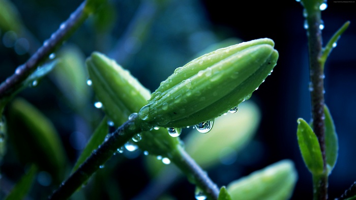 Macro shot of green flower buds with water drops