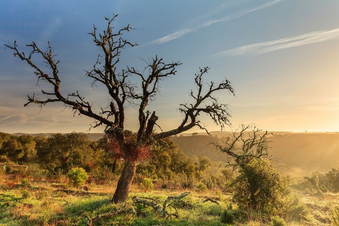 Bare tree in a misty landscape at sunrise