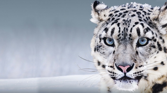 Snow Leopard with blue eyes in the snow