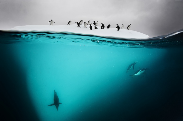 Penguins on ice floe and swimming underwater
