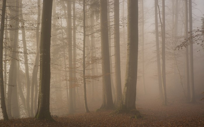 Misty forest with tall trees and fallen leaves