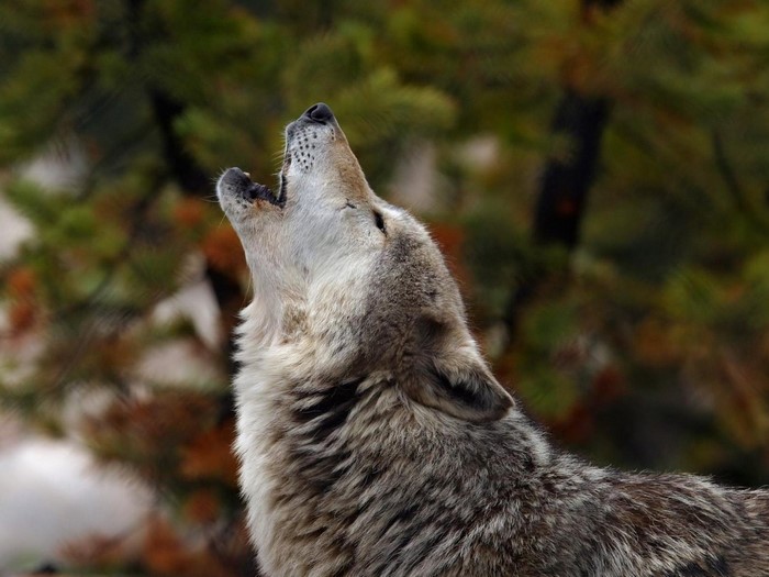 Wolf howling in a forest