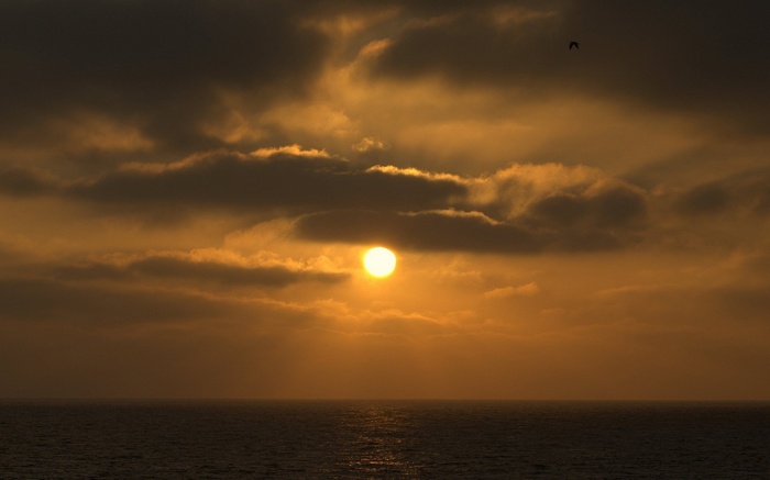 Sunset over the ocean with clouds and a bird