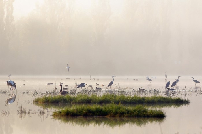 Birds in a misty wetland at sunrise