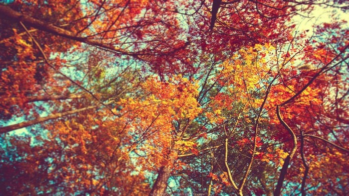 Autumn trees with colorful leaves against the sky