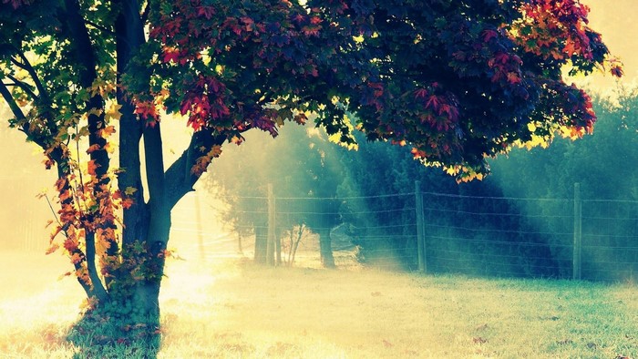Autumn tree with colorful leaves in morning mist