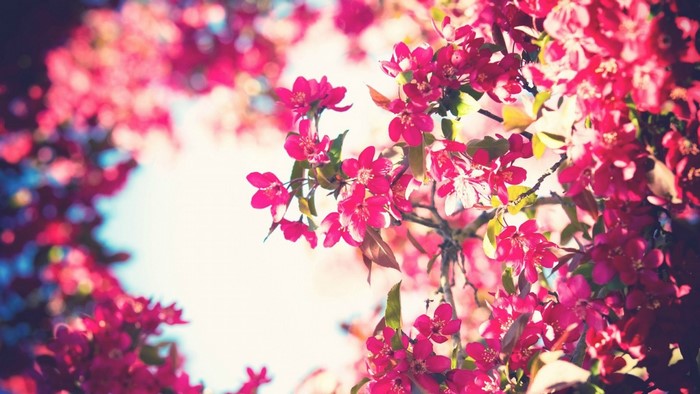 Close-up of pink cherry blossoms in sunlight