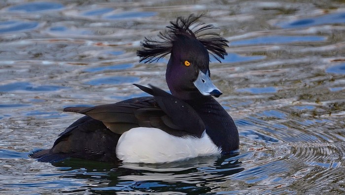 Tufted duck with a prominent crest swimming in water