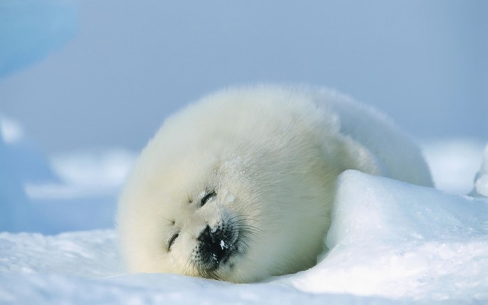 Baby seal sleeping on ice