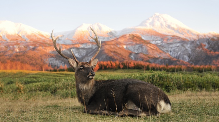 Deer resting in a field with mountains in the background
