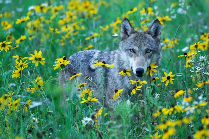 Wolf standing in a field of yellow flowers