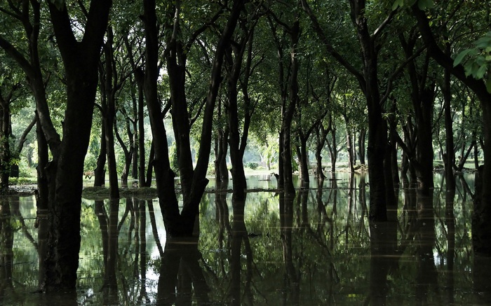 Flooded forest with reflections of trees