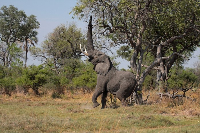 African elephant reaching for leaves on a tree