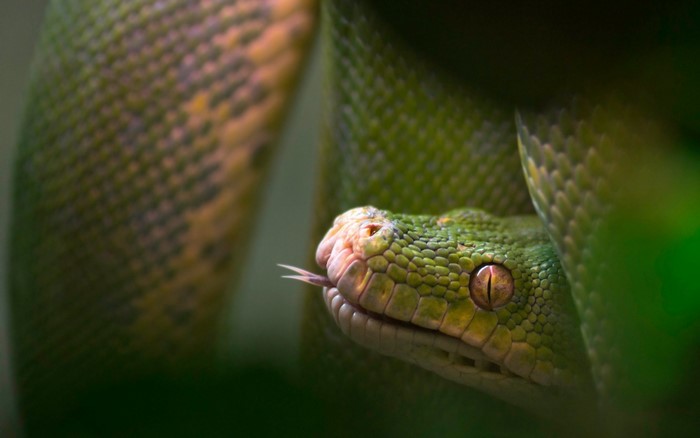 Green snake with tongue flicking