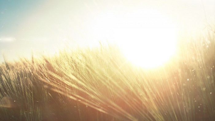 Sunlight shining through a field of grass