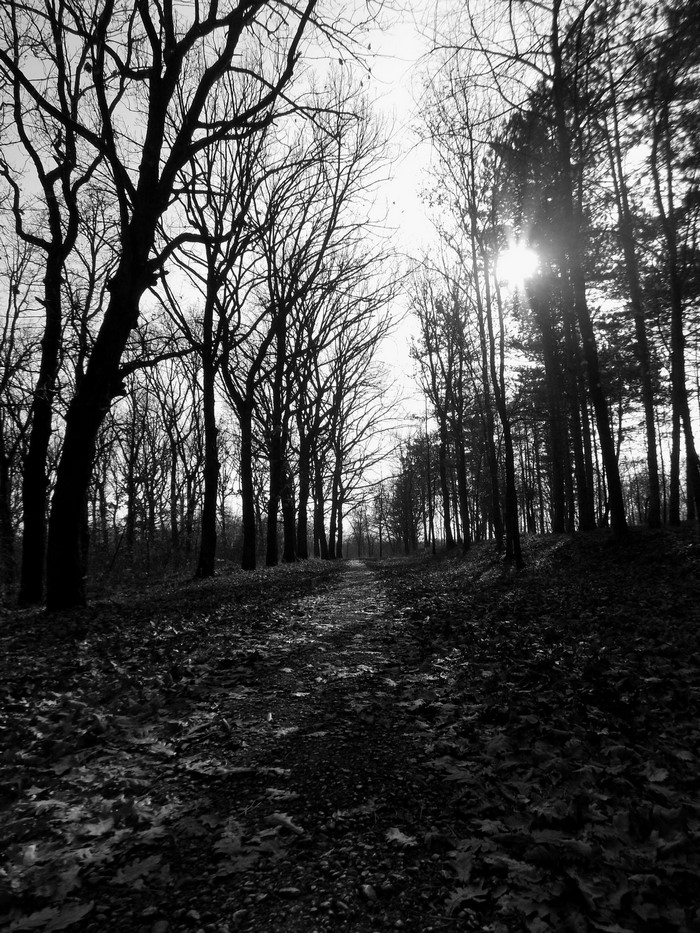 Path through a bare forest in black and white
