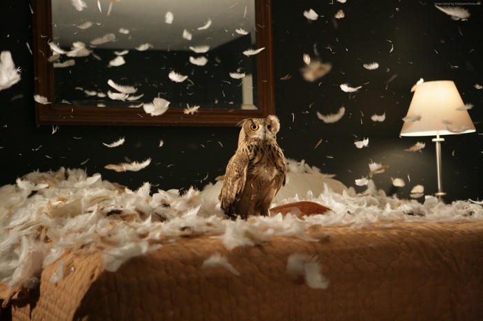 Owl sitting on a bed covered in feathers