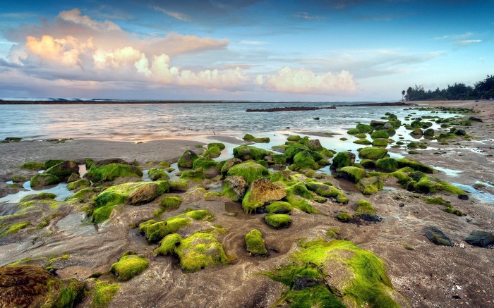 Mossy rocks on a beach with ocean and clouds