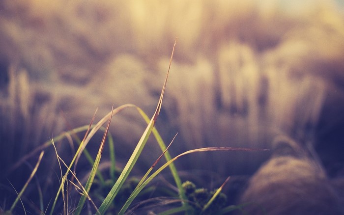 Close-up of grass blades with blurred background
