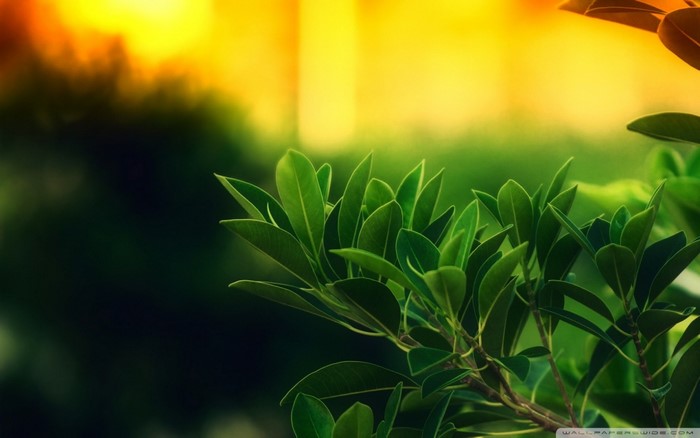 Green leaves with sunlight in the background