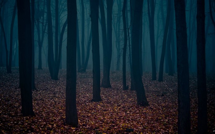 Dark forest with fallen leaves in autumn