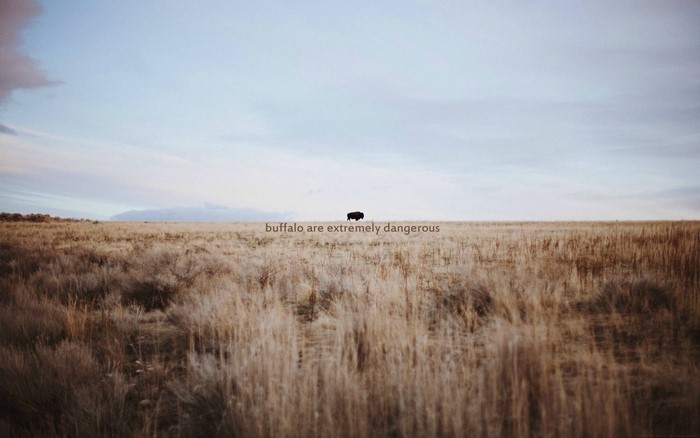 Buffalo in a dry grassland with text