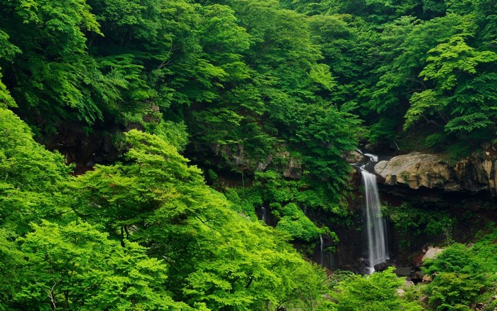Waterfall cascading through a dense green forest
