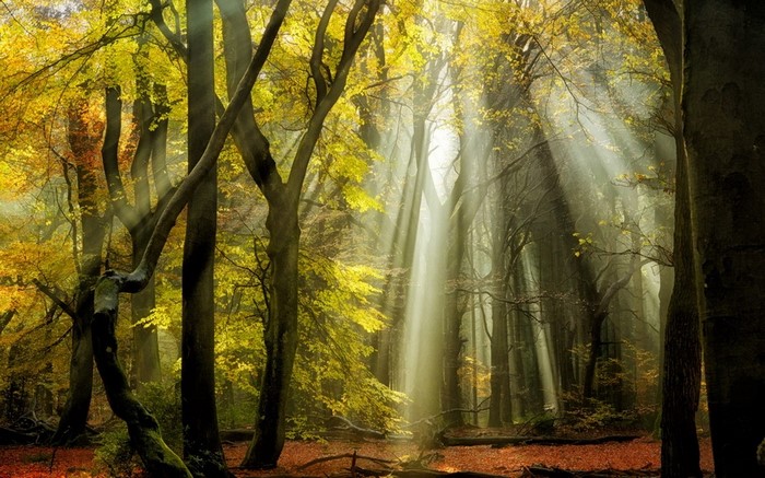 Sunbeams filtering through autumn trees in a forest
